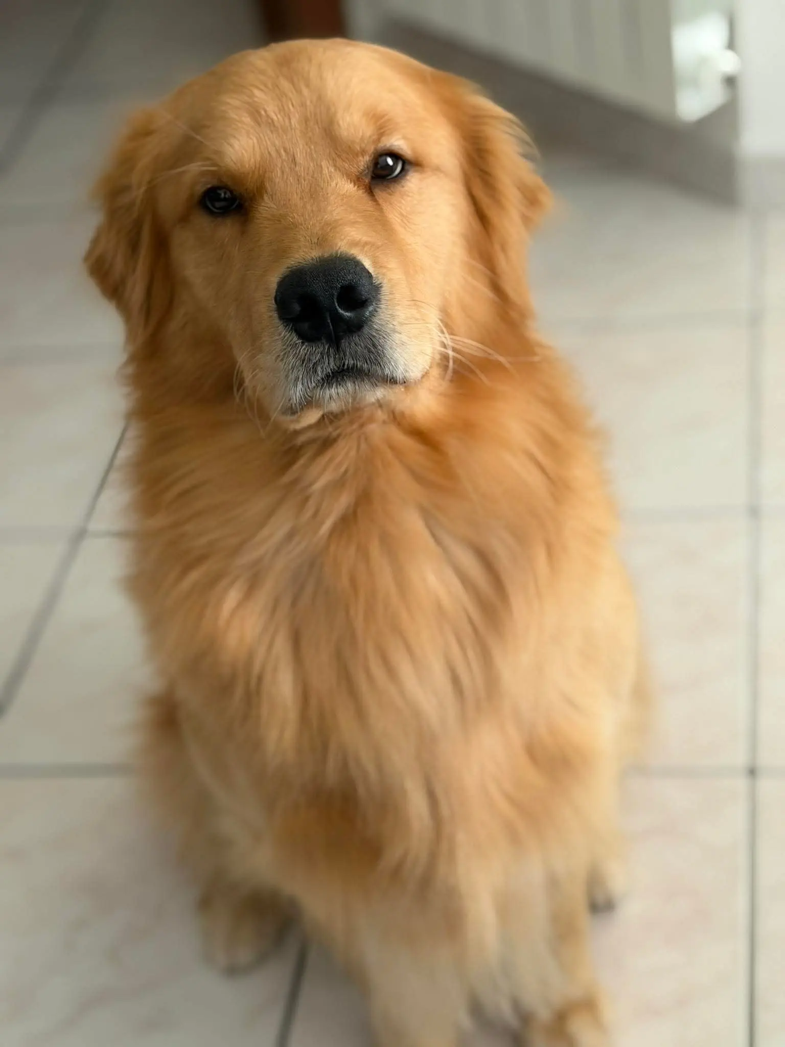 Golden Retriever adulto dell'allevamento Private Collection