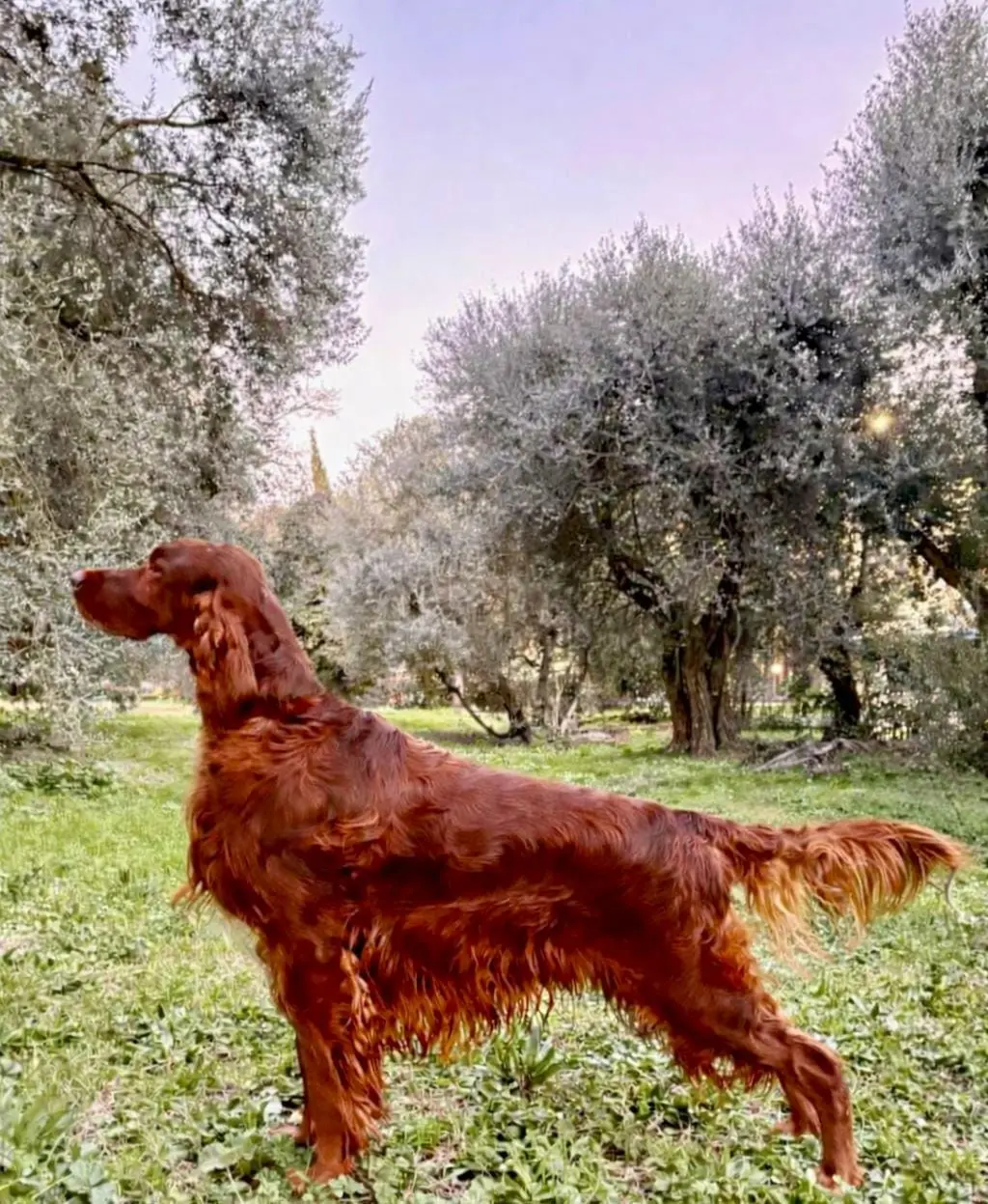 Setter Irlandese Rosso in un uliveto al tramonto