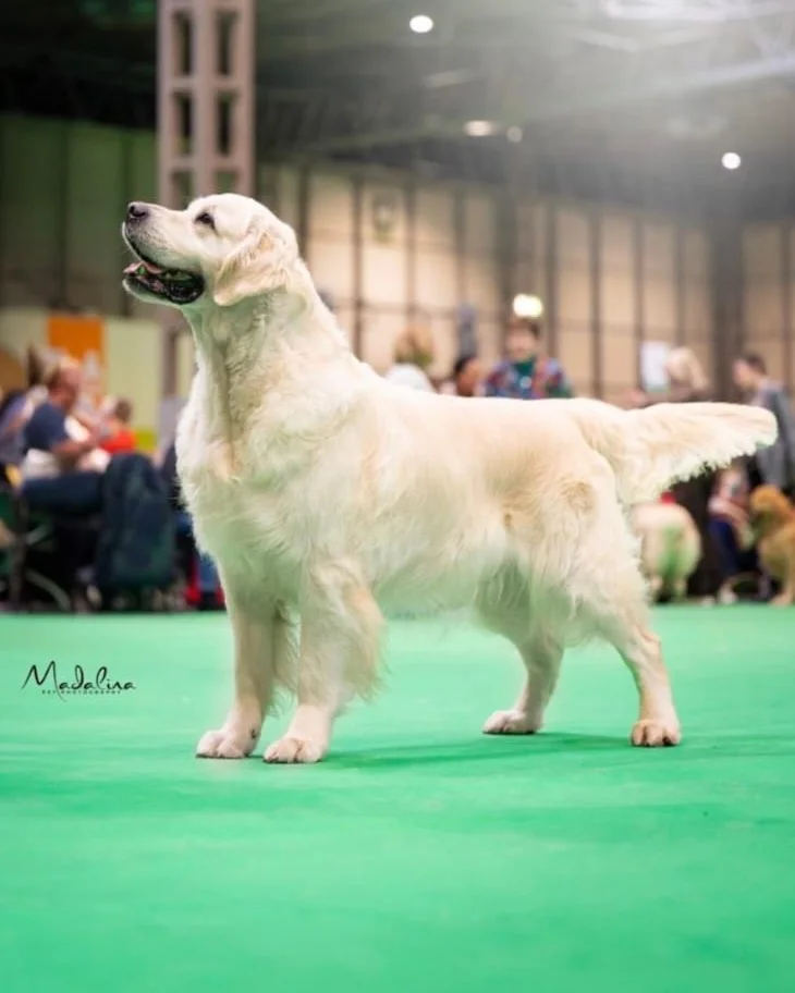 White for Private Collection, Golden Retriever