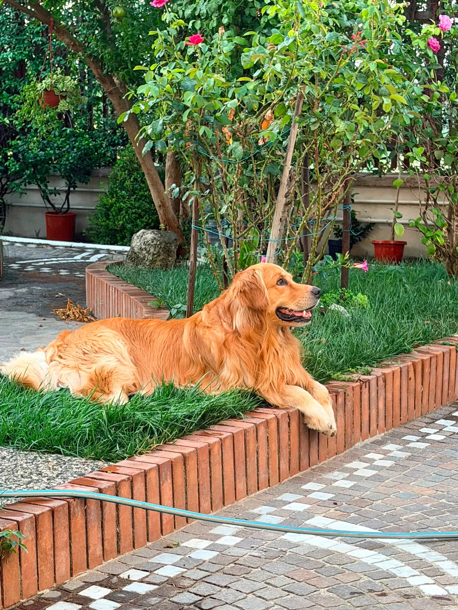 Golden Retriever disteso sull'erba del giardino dell'allevamento