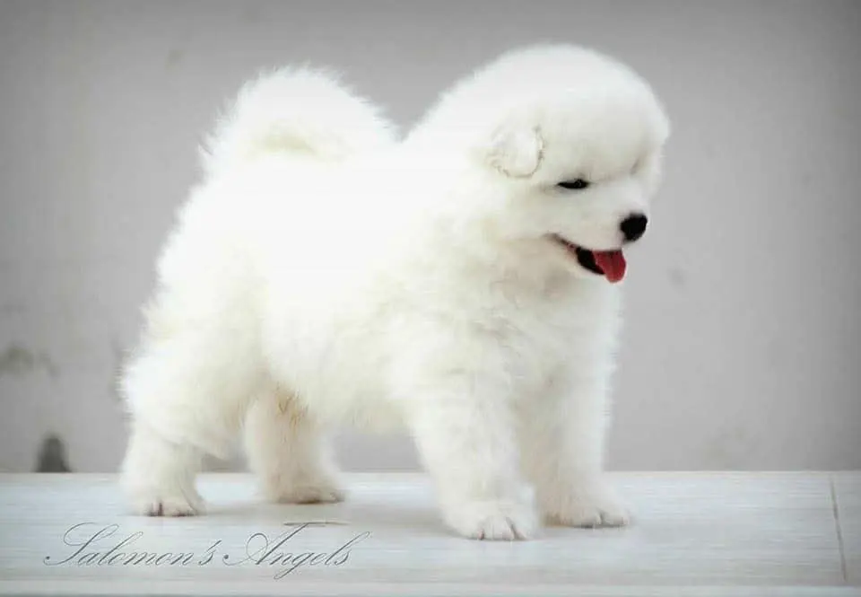 Cuccioli di Samoiedo dell'allevamento Private Collection