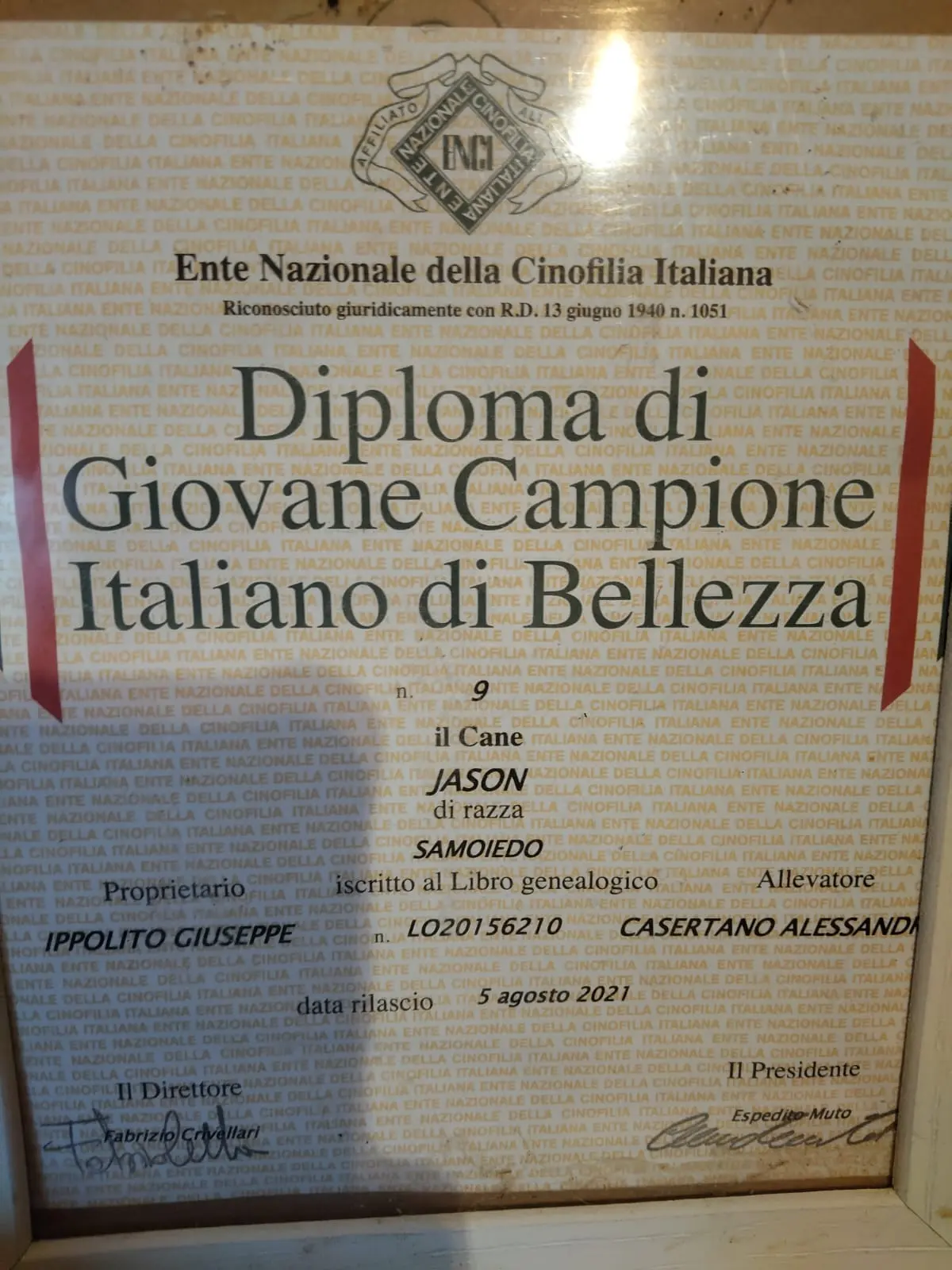 Diploma ENCI di Giovane Campione Italiano di Bellezza